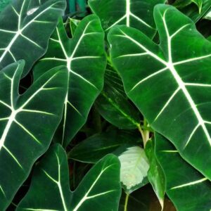 Leaf Alocasia