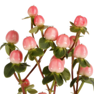 Hypericum Coco