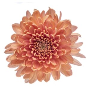 Rosetta (Fall Season only)