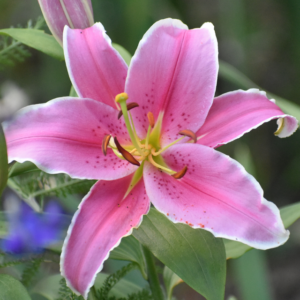 Marlon (Light Pink)