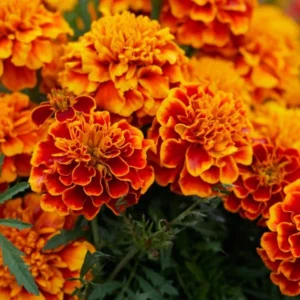Marigold
