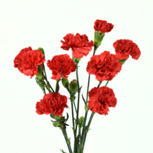 Mini Carnation