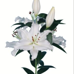 Monteneu (White)