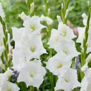 Nova Zembla (White)