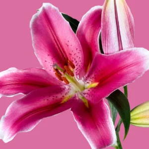Joop (Hot Pink)