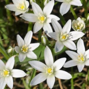 Ornithogalum