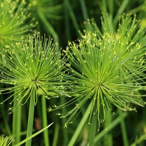 Cyperus Papiro