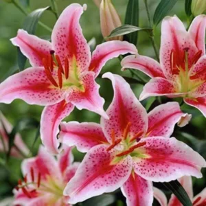 Paradero (Pink)