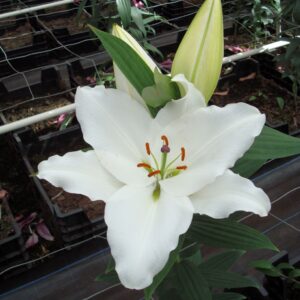 Premium Blond (White)