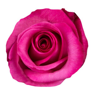 Purple cezane
