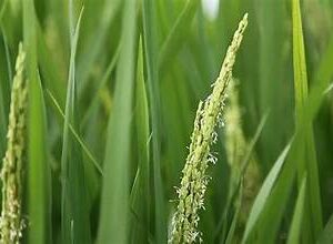 Rice