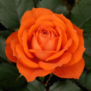 Orange Only