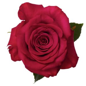Roseberry
