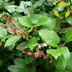 Lemon leaf/ Salal