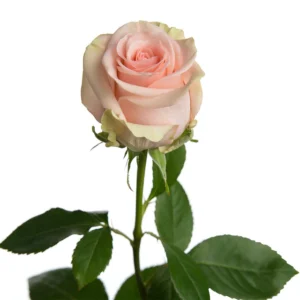 Salma
