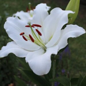Santander (White)