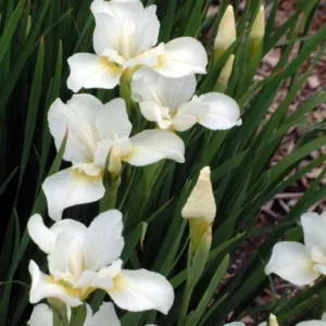 Siberia (White)