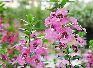 Snapdragon