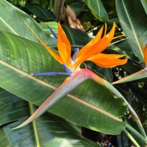 Birds of Paradise