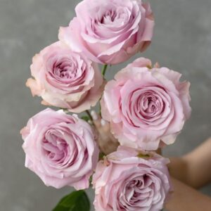 Sweet 4 loe