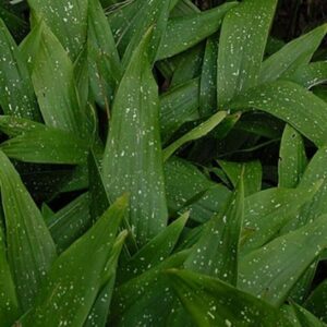 Aspidistra Milky way