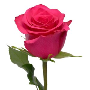 Vi Pink