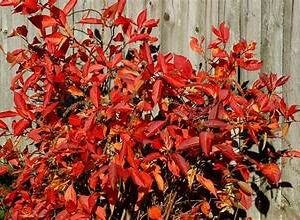 Virginia Red (Fall Season only)