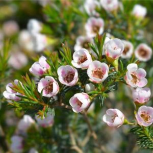 WaxFlowers