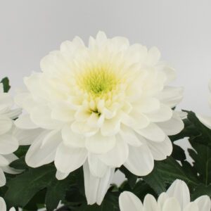 White Zembla
