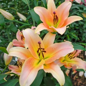 Zelmira (Bicolor)