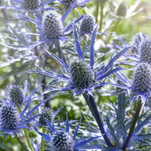 Eryngium