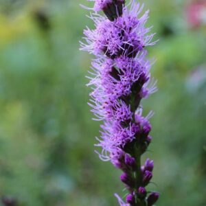 Liatris