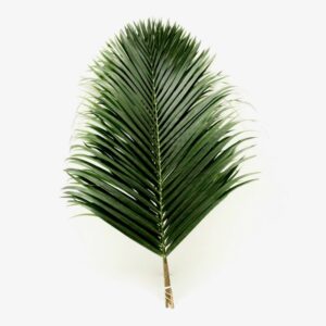 Leaf Palma Areca