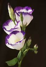 Lisianthus