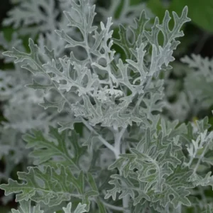 Dusty Miller