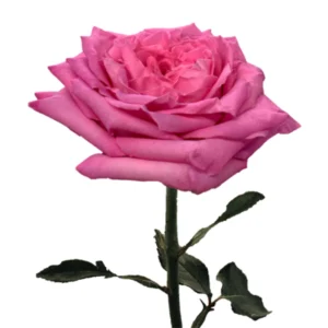 Martina Pink