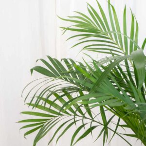 Palm Areca