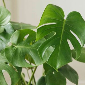 Leaf Monstera