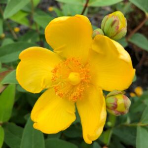 Hypericum Standard