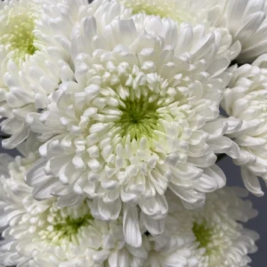 White Football Mums