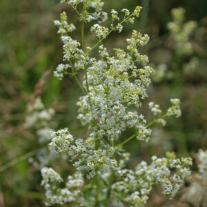 Lepidium