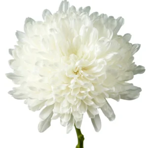 White Zembla