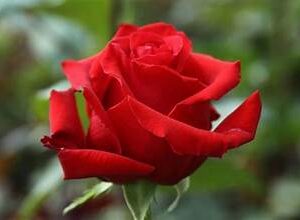 Red France