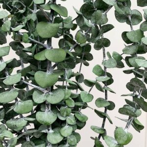 Eucalyptus - Preserved