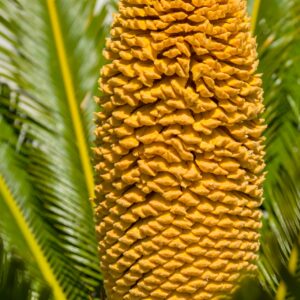 Leaf Palma Sago