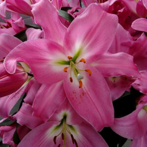 Tabledance (Light Pink)