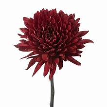 Virginia Red (Fall Season only)