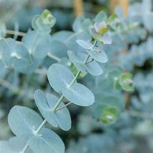 Eucalyptus - Baby blue