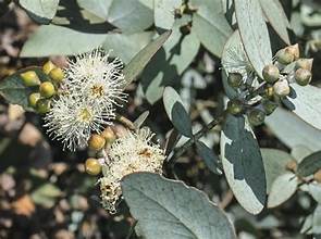 Eucalyptus - Cinerea