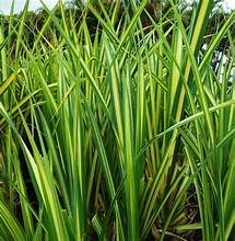 Leaf Padamus